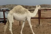 قعود كفو