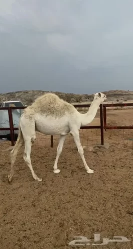 قعود كفو