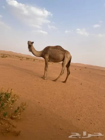 ضروبه ناقة
