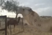 بعير اوضح رماني