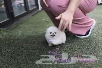 teacup بوميريان Pomeranian تي كب