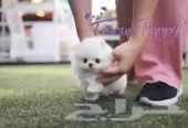 teacup بوميريان Pomeranian تي كب