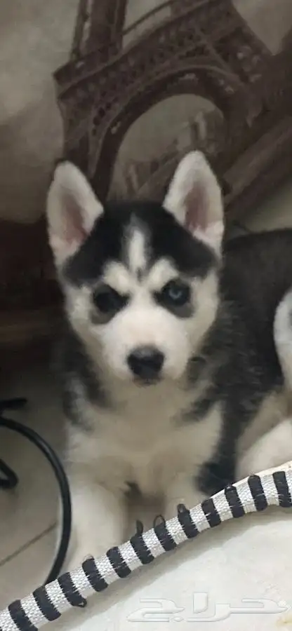 هاسكي سيبيريا