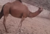 ناقه حمراء دم مدني