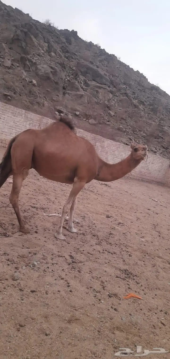 ناقه حمراء دم مدني