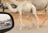 خلفه وضحاء رباع