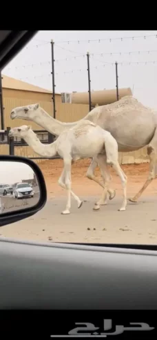 خلفه وضحاء رباع