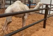 خلفه وضحاء رباع