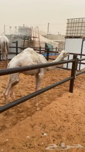 خلفه وضحاء رباع