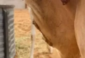 خلفه وضحاء رباع