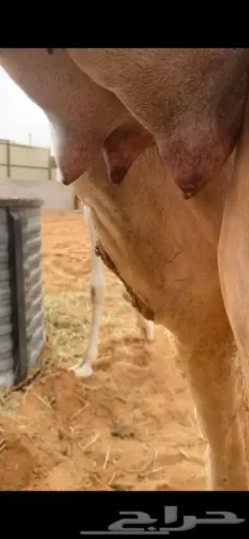 خلفه وضحاء رباع
