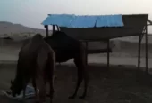 قعدان وبكار