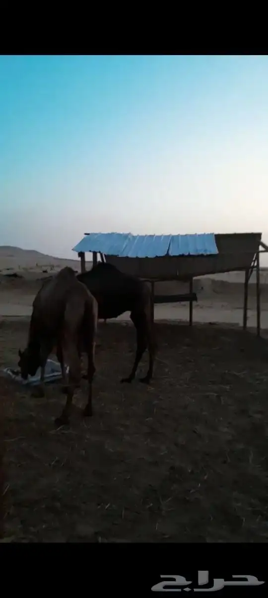 قعدان وبكار