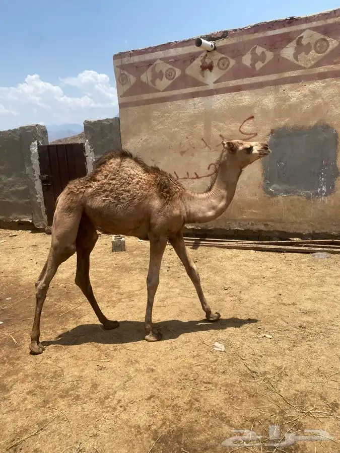 ثلاث بكار شحم الباحة