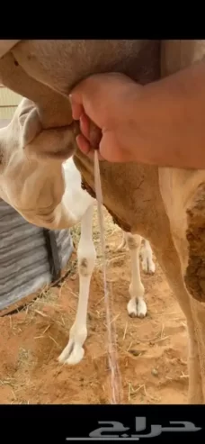خلفه وضحاء رباع