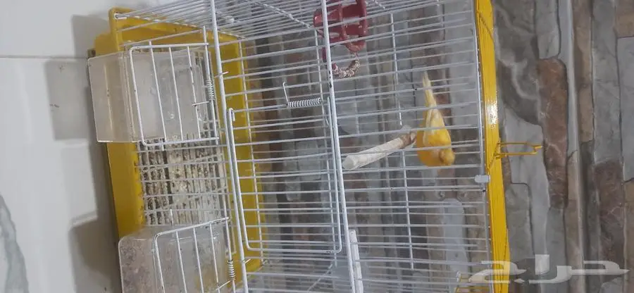 كناري كرست انثى