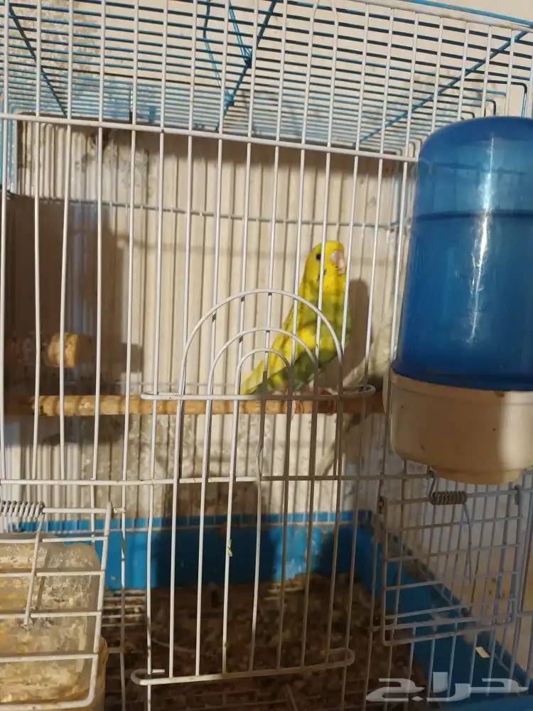 ببغاء دره هندي ذكر وزوج بادجي مع فرخين