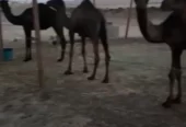 قعدان وبكار