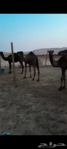 قعدان وبكار