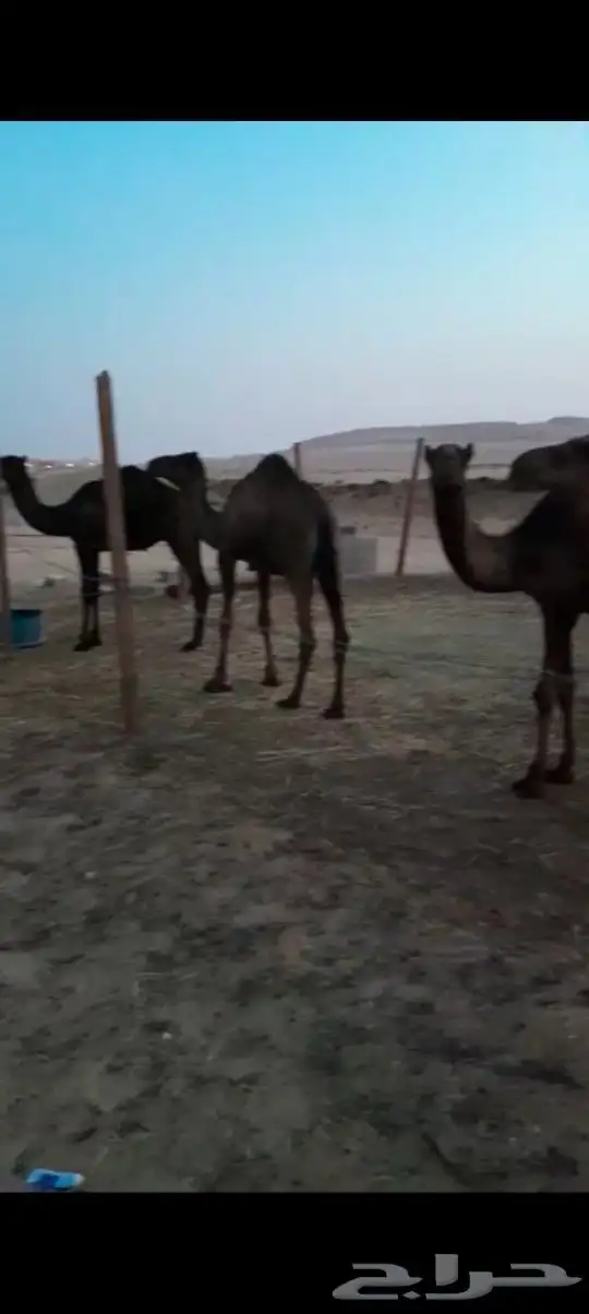 قعدان وبكار