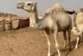 ناقه عشرا وضحا