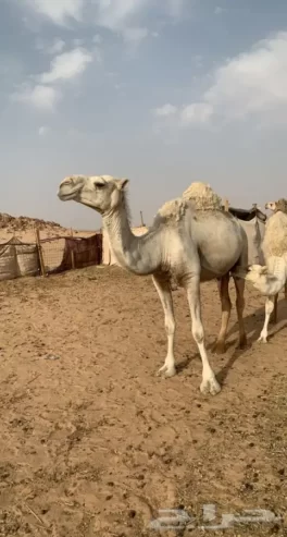 ناقه عشرا وضحا