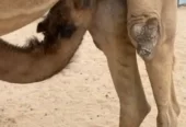 شعلا طيبه الدوادمي