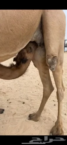 شعلا طيبه الدوادمي