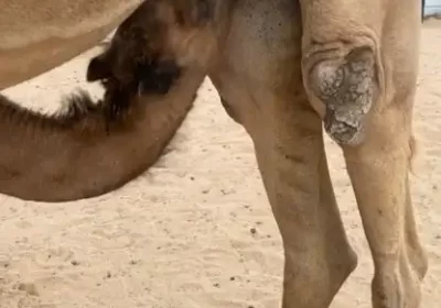 1ببل1و