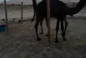 قعدان وبكار
