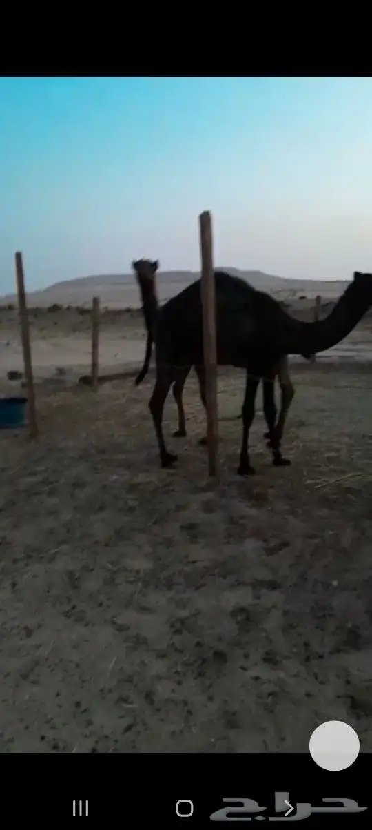 قعدان وبكار