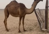 صفرا كفووو