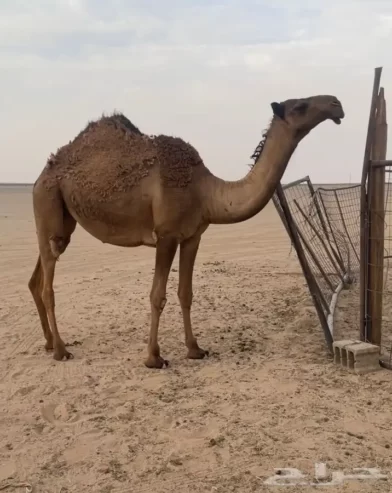 صفرا كفووو
