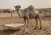 ناقه عشرا وضحا