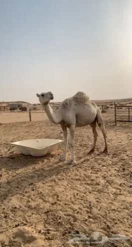 ناقه عشرا وضحا