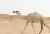 بكره بنت بعير الشيباني