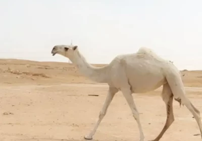 1بل4ب1و