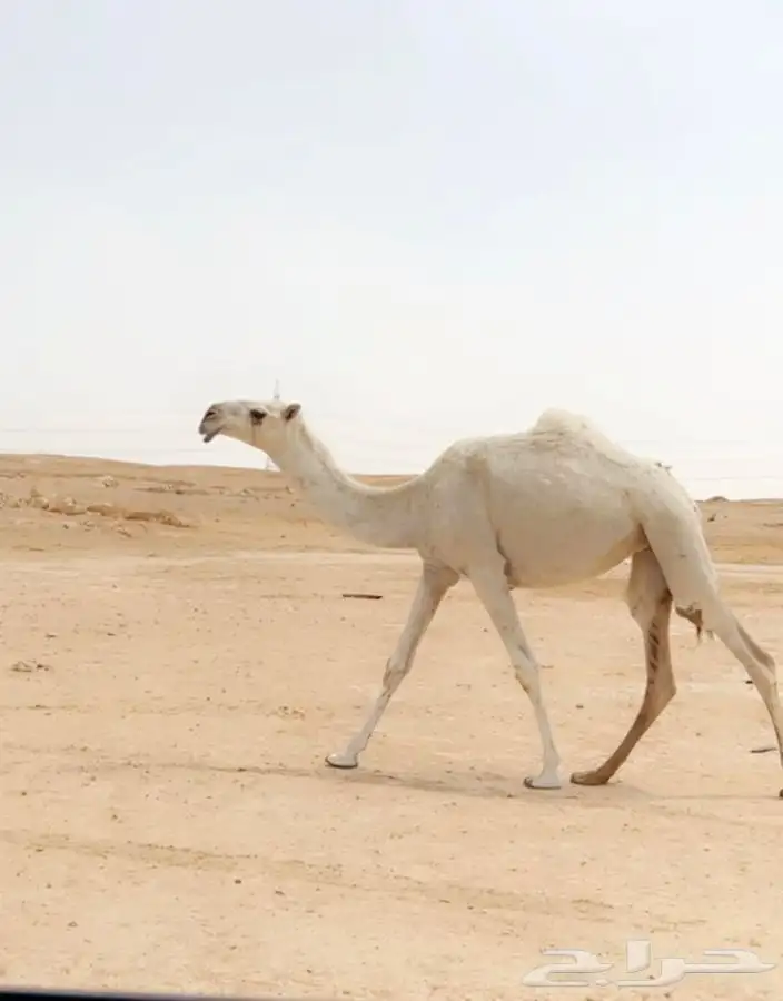 بكره بنت بعير الشيباني