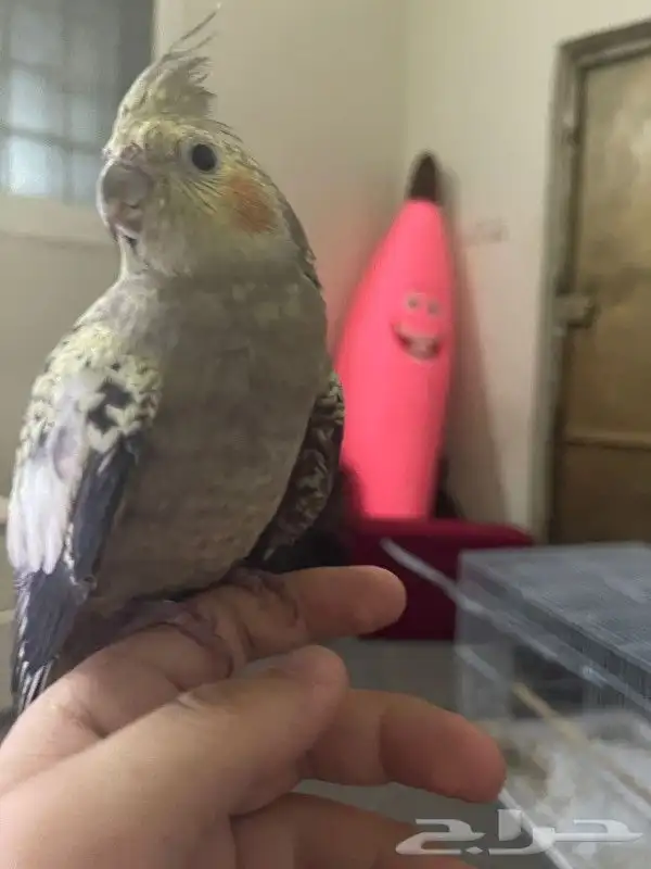 كروان فراشة اليف