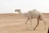 بكره بنت بعير الشيباني