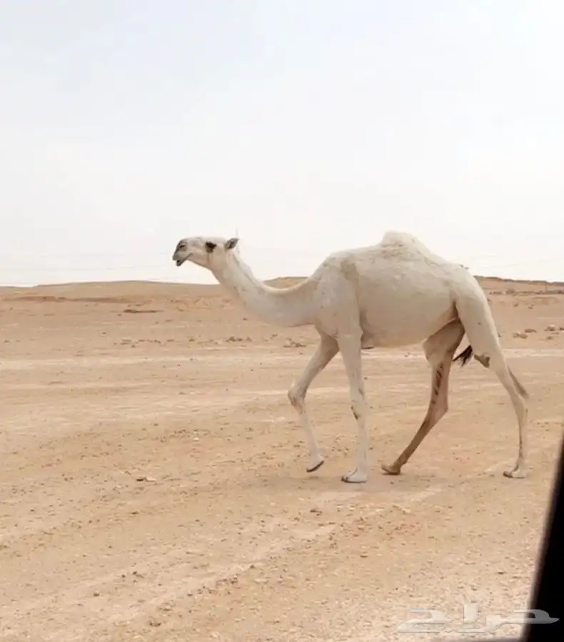 بكره بنت بعير الشيباني