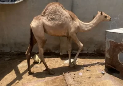 1بلاخول