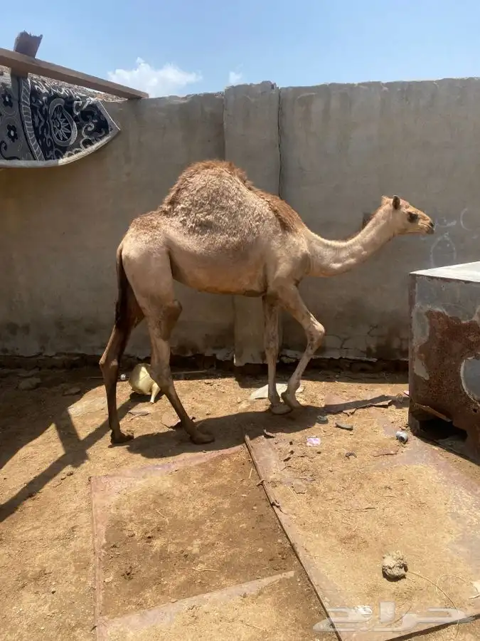 ثلاث بكار شحم الباحة