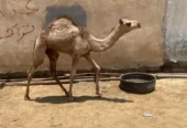 ثلاث بكار شحم الباحة