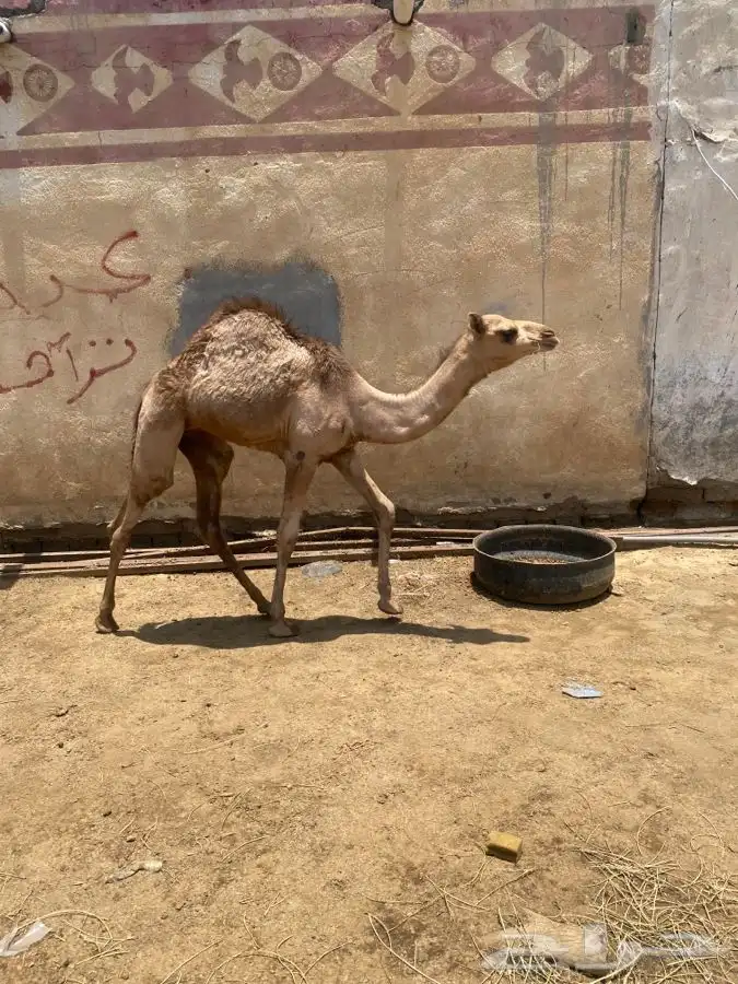 ثلاث بكار شحم الباحة