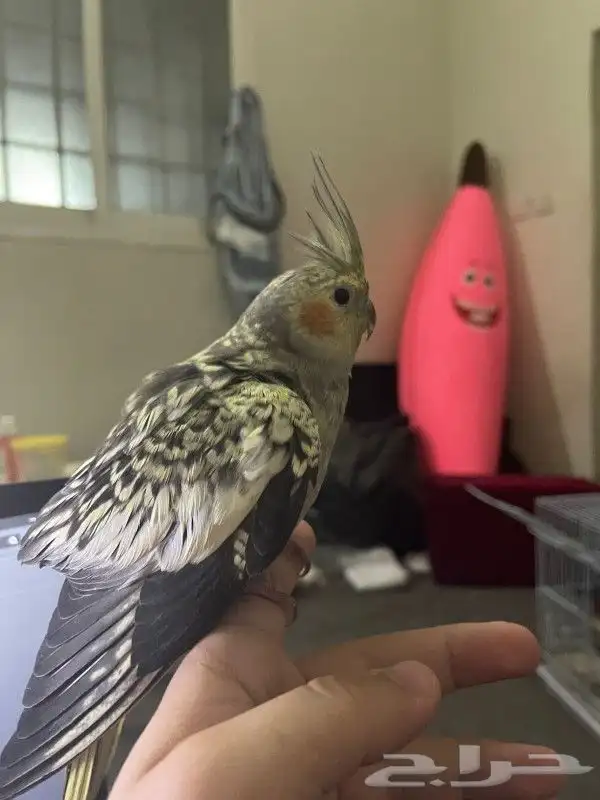 كروان فراشة اليف