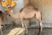 ثلاث بكار شحم الباحة
