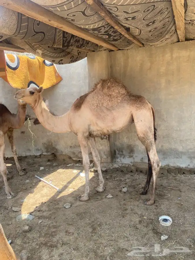 ثلاث بكار شحم الباحة