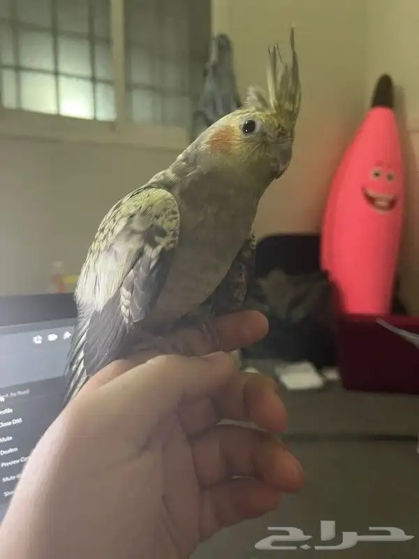 كروان فراشة اليف