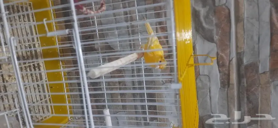 كناري كرست انثى